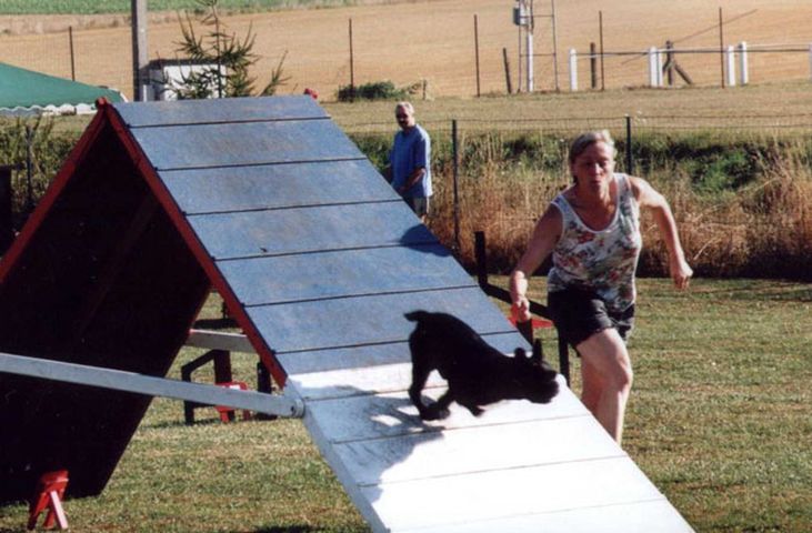 Concours d'agility à Antheit
