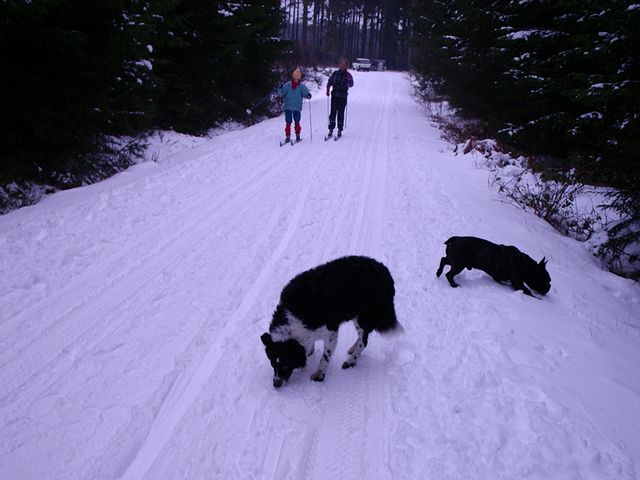 Roméo et Fidou Roméo et Fidou