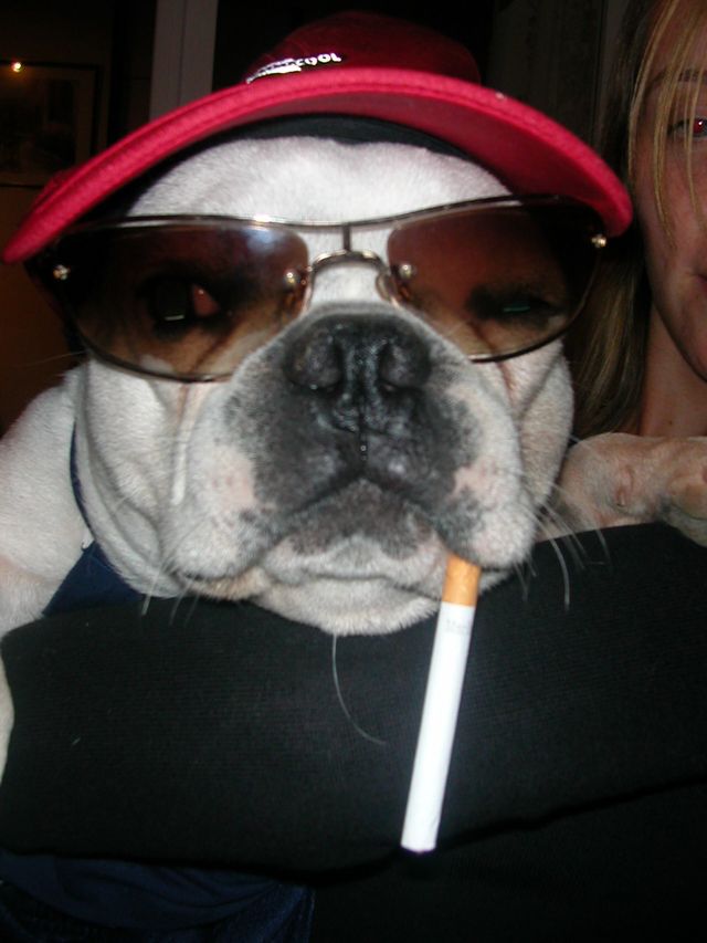 gonfaron_2006_148 gonfaron_2006_148