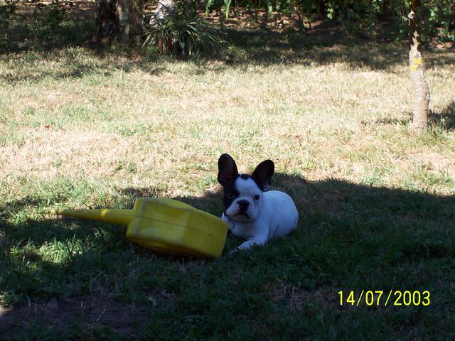 Le roi de l'arrosage