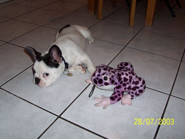 Un chien ... une grenouille !!! Un chien ... une grenouille !!!