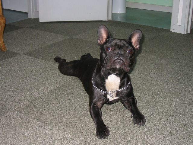 Le Sumo crapaud Le Sumo crapaud