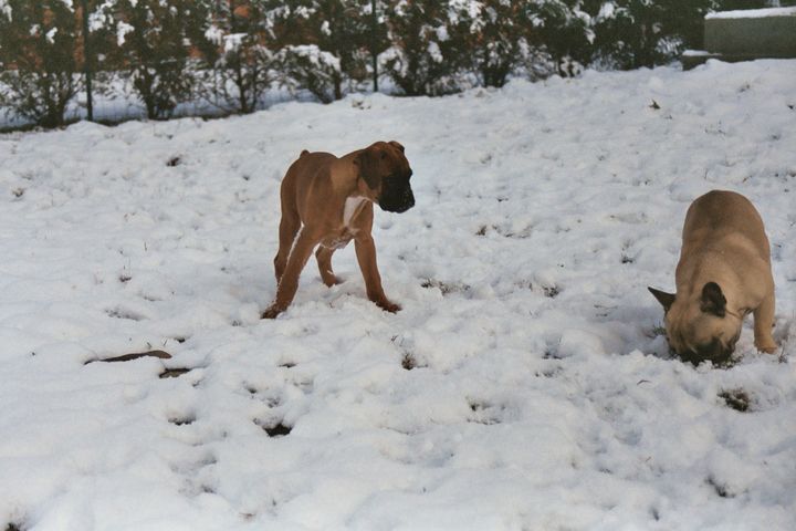 La neige
