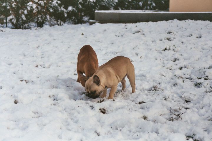 La neige