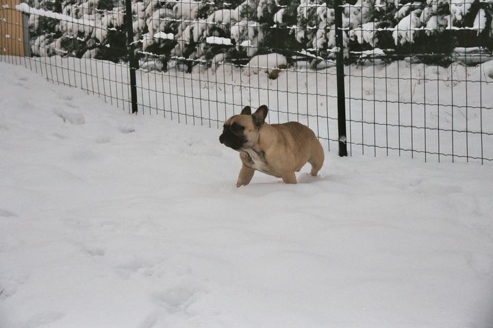 Les joies de la neige