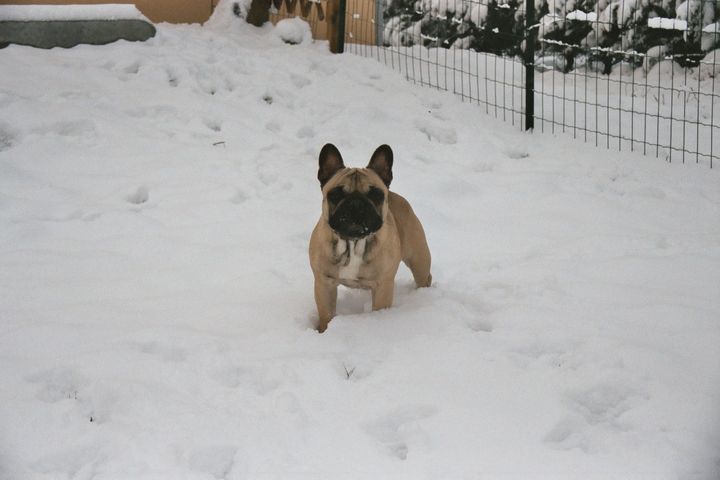 Les joies de la neige