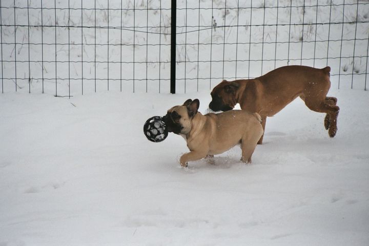 Les joies de la neige