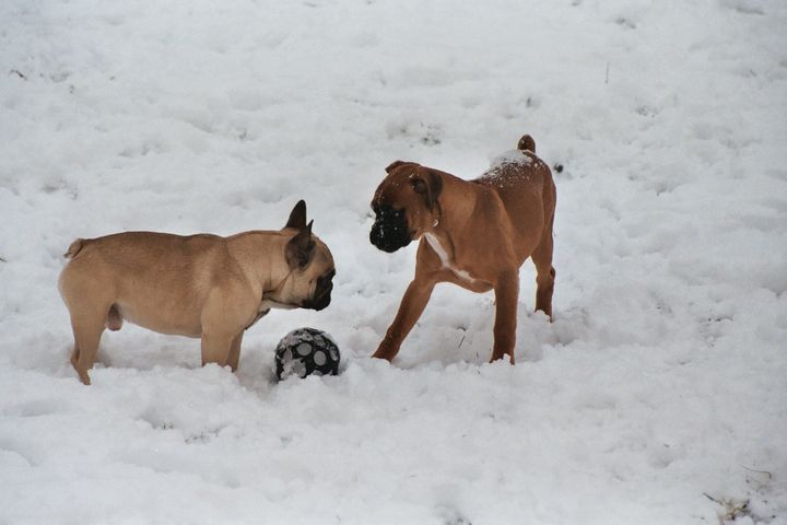 Les joies de la neige