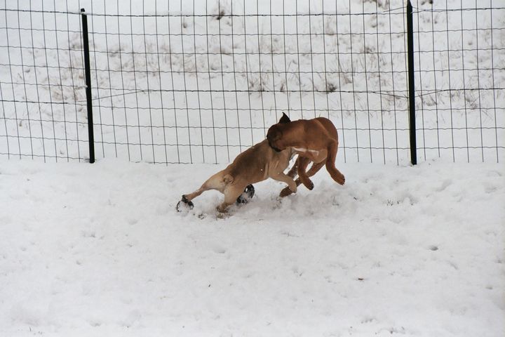 Les joies de la neige