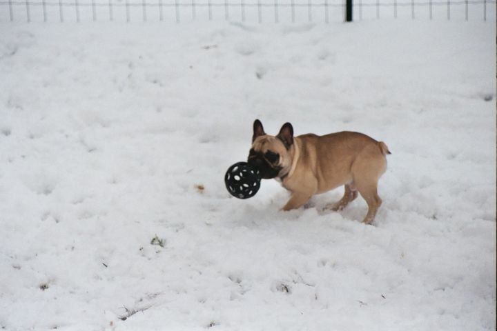 Les joies de la neige