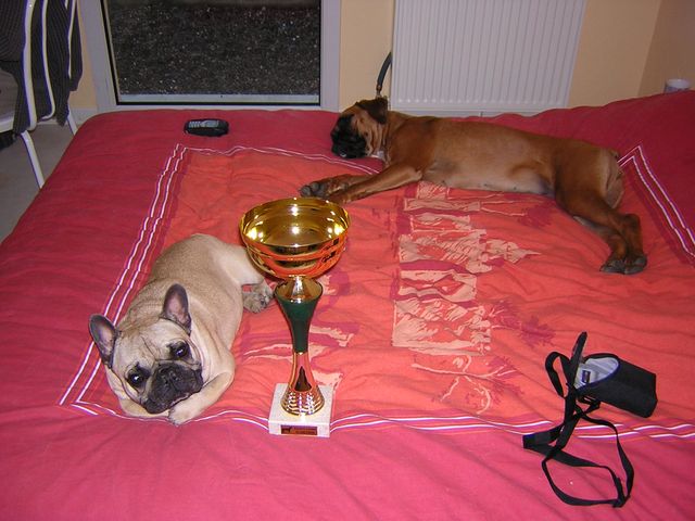 Premier CACIB et meilleur de race