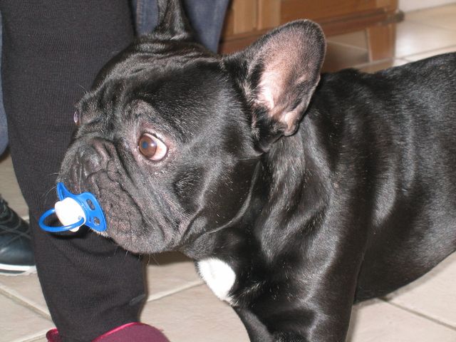 Teddy avec sa tétine