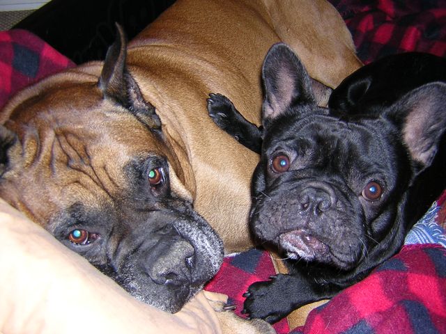 Teddy et son copain boxer Lewis