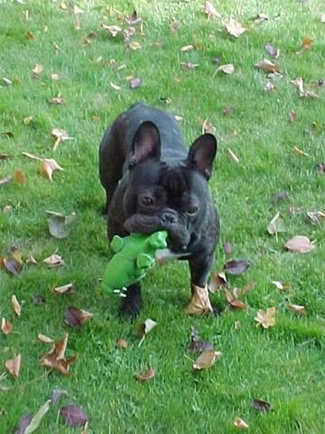 Théo et le crocodile Théo et le crocodile