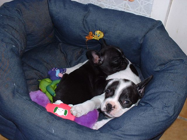 Après le jeu le gros dodo