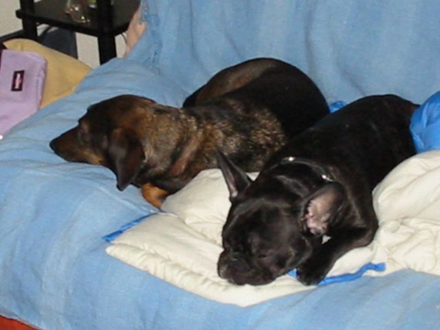 Uléma et son copain Canaille