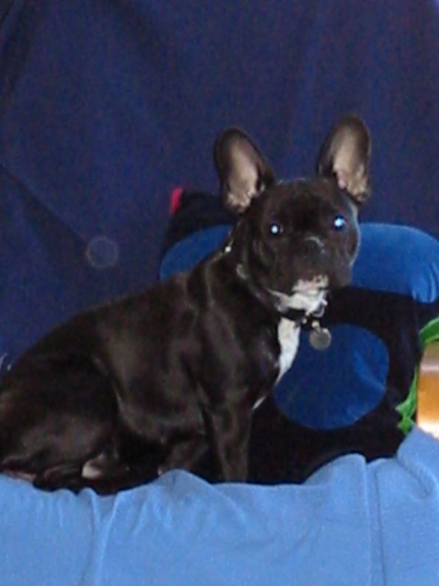 Mon Uléma dans toute sa splendeur Mon Uléma dans toute sa splendeur