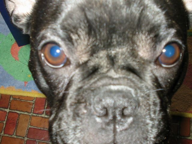 Uléma de tout près