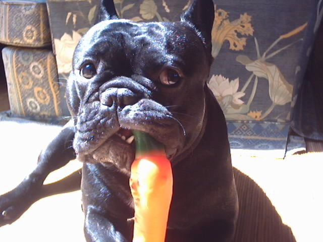 Ulysse et sa carotte