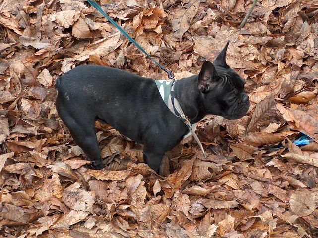 Jeu dans les feuilles mortes: le pied!