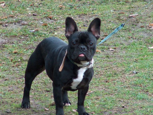 Et oui, je tire la langue!