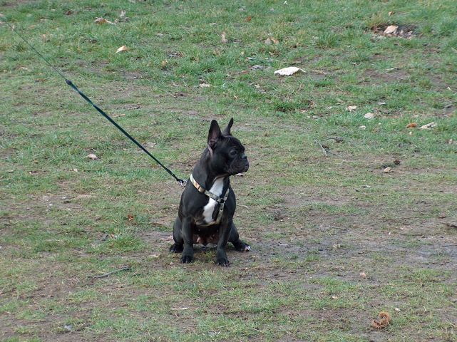 Bon j'abandonne le corbeau!