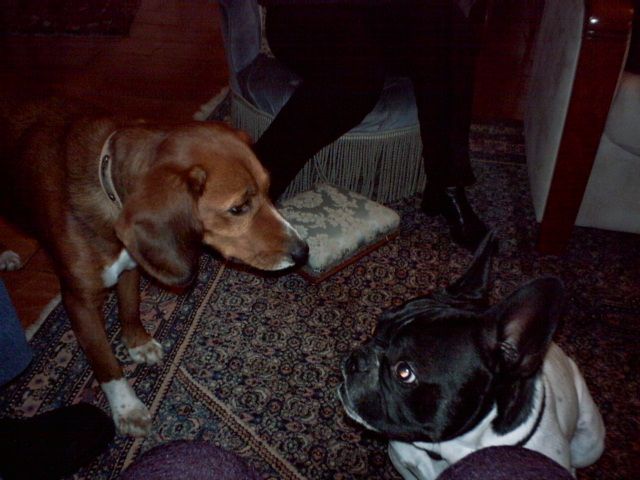 avec_macousine_polka_01 avec_macousine_polka_01