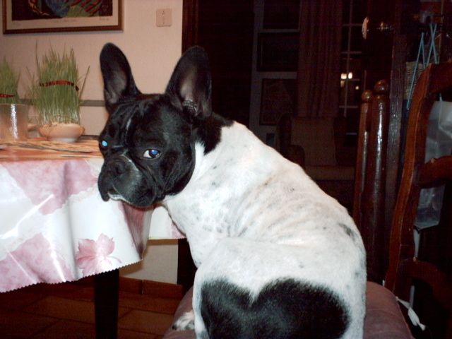 j_attends_mes_croquettes j_attends_mes_croquettes