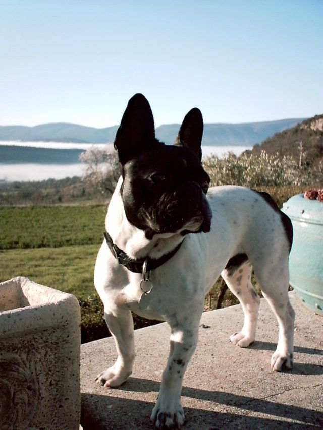 les_amandiers_en_luberon_010406_002