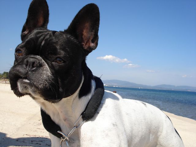 velours_gardien_de_la_plage_de_hyeres