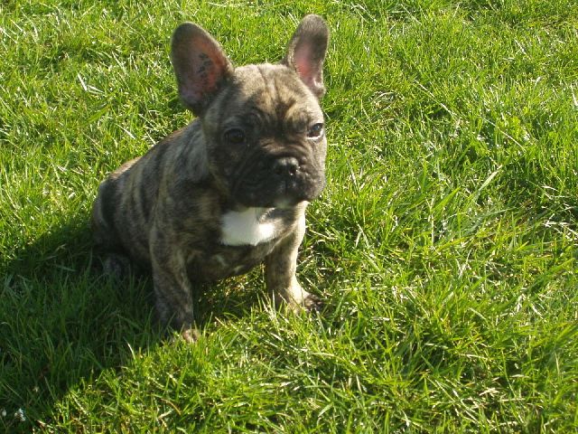 Première sortie de Virus