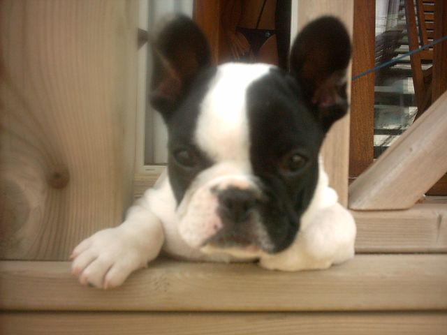 3 mois et demi 3 mois et demi