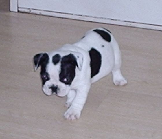 Volodia à 1 mois Volodia à 1 mois