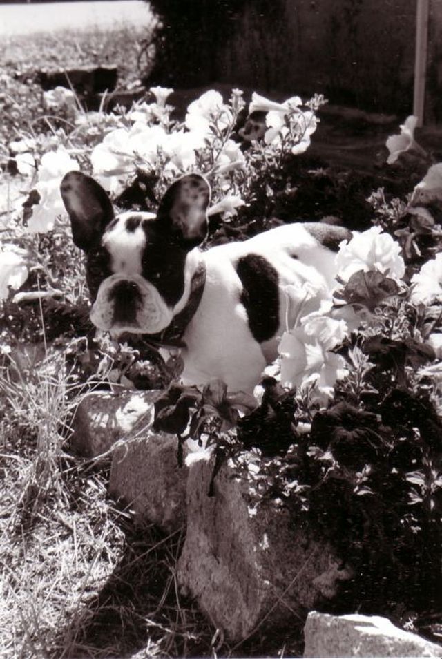 La princesse des fleurs