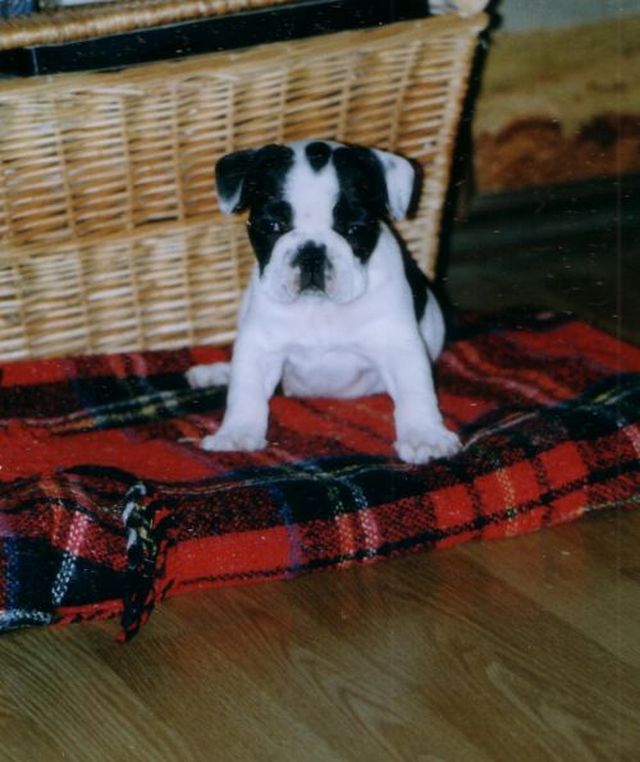 Simplement irresistible!