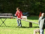 azor_en_agility