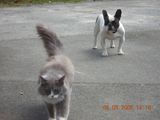 c_est_quoi_ce_chat c_est_quoi_ce_chat
