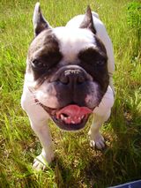 grosse_tete grosse_tete
