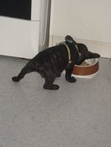 cachou_015 cachou_015