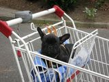 cachou_fait_les_courses cachou_fait_les_courses