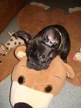 chien_malheureux_14 chien_malheureux_14