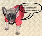 ben_quoi