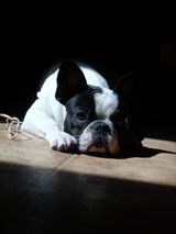 Dagobert se repose Dagobert se repose