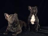 chiens_001