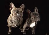 chiens_002rs
