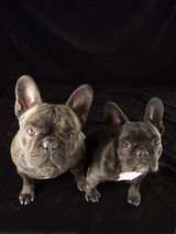 chiens_003