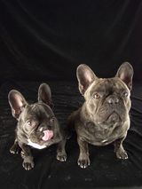 chiens_006