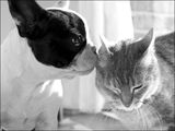 Moogwaï et sa grande soeur Nala Moogwaï et sa grande soeur Nala