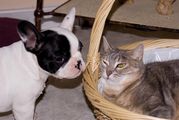 Moogwaï et Nala, le chat de la maison Moogwaï et Nala, le chat de la maison