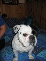 Boule_sur_le_lit_1 Boule_sur_le_lit_1